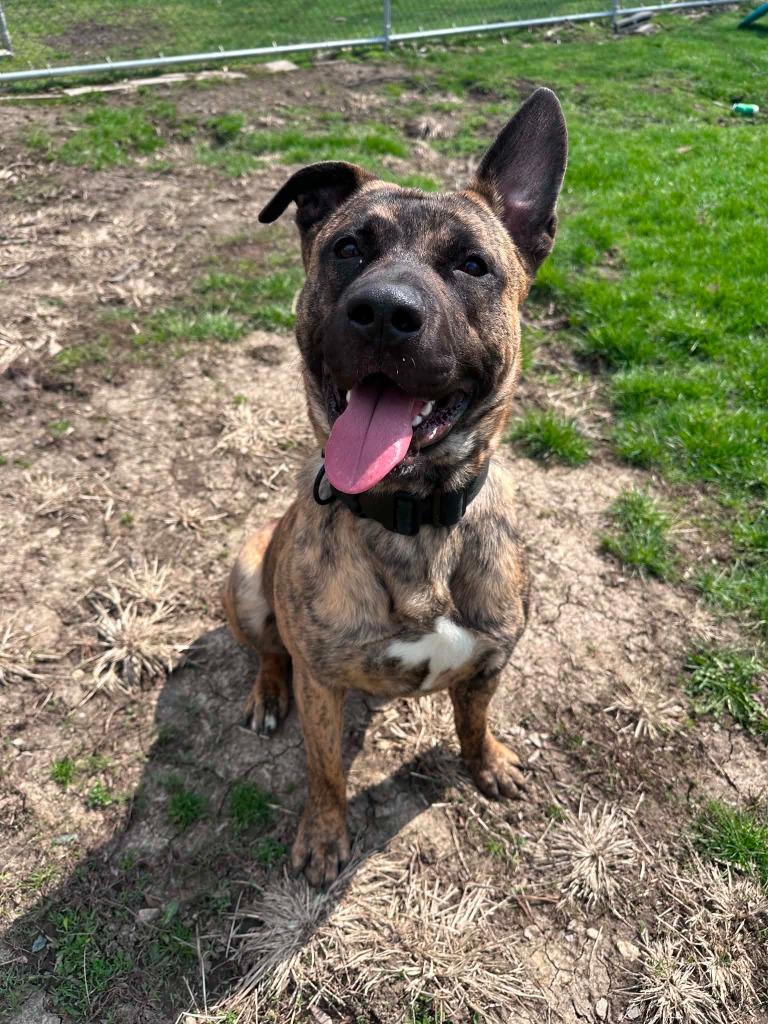 Sig, Adoptable, Young Male German Shepherd Dog & Pit Bull Terrier.