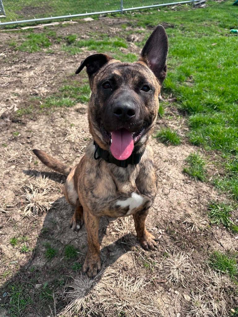Sig, a Adoptable mixed breed in Marion, OH image 2/3