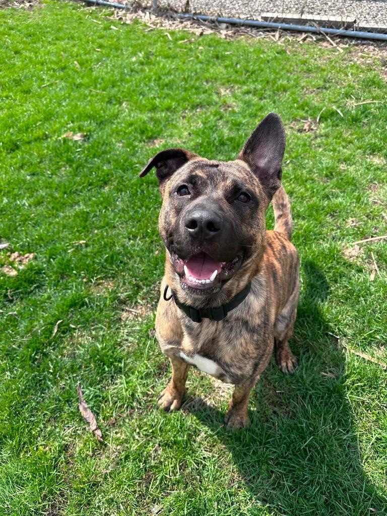 Sig, a Adoptable mixed breed in Marion, OH image 3/3