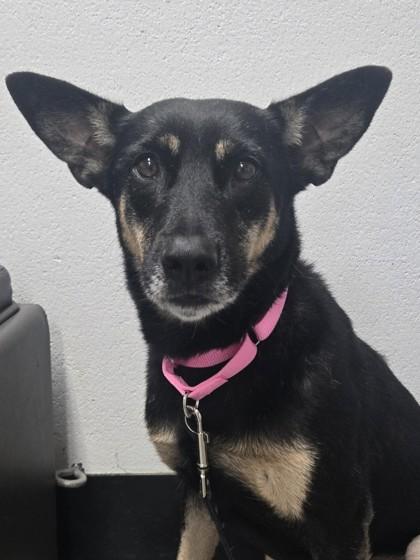 Edan, ADOPTABLE, Adult • Female, Australian Kelpie & Mixed Breed.