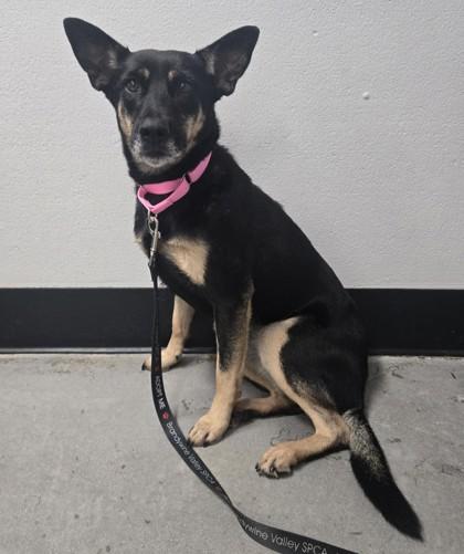 Enlarge Edan, a Adoptable mixed breed in West Chester, PA image 2/2