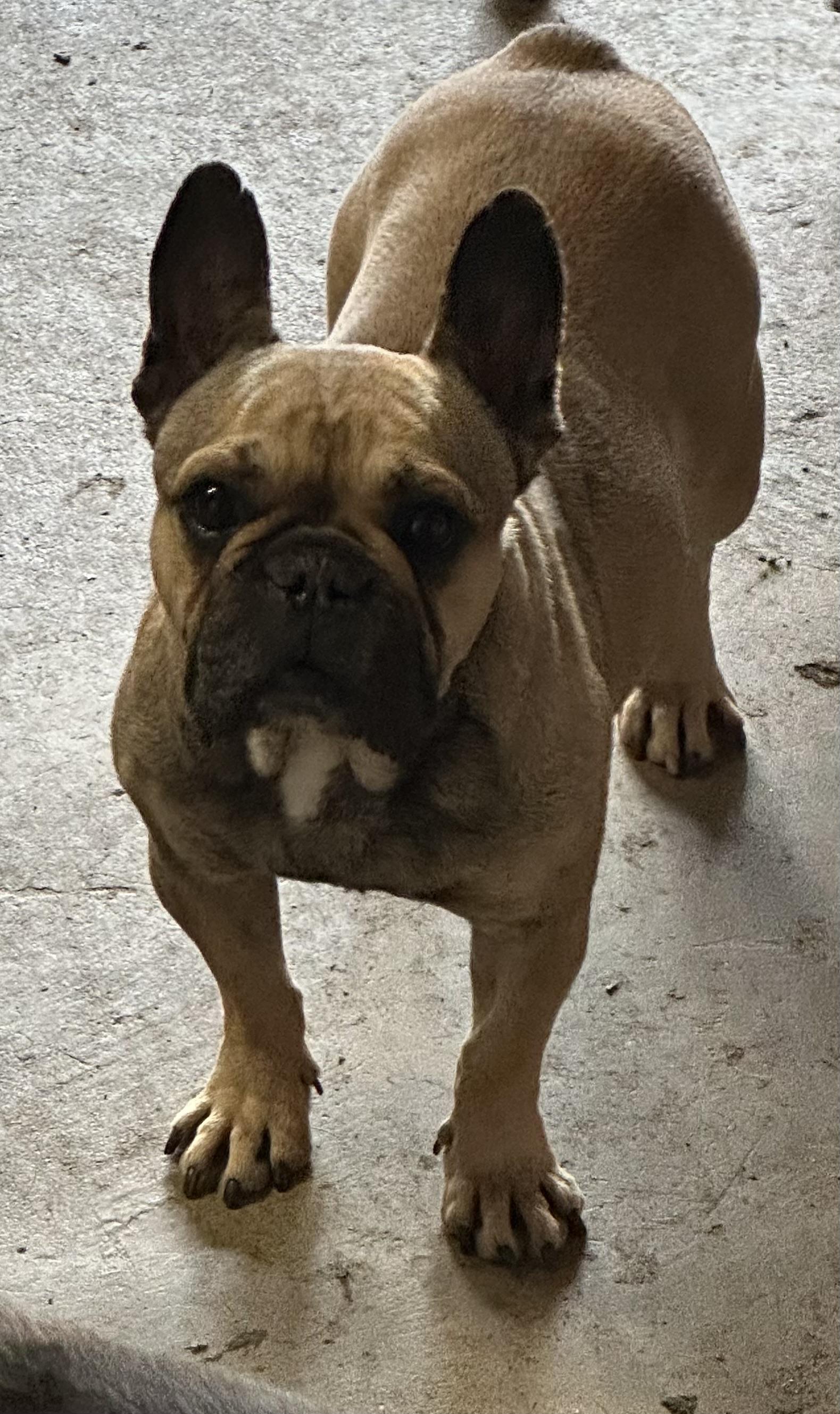 Enlarge Sadie, a ADOPTABLE French Bulldog in modesto, CA image 1/1