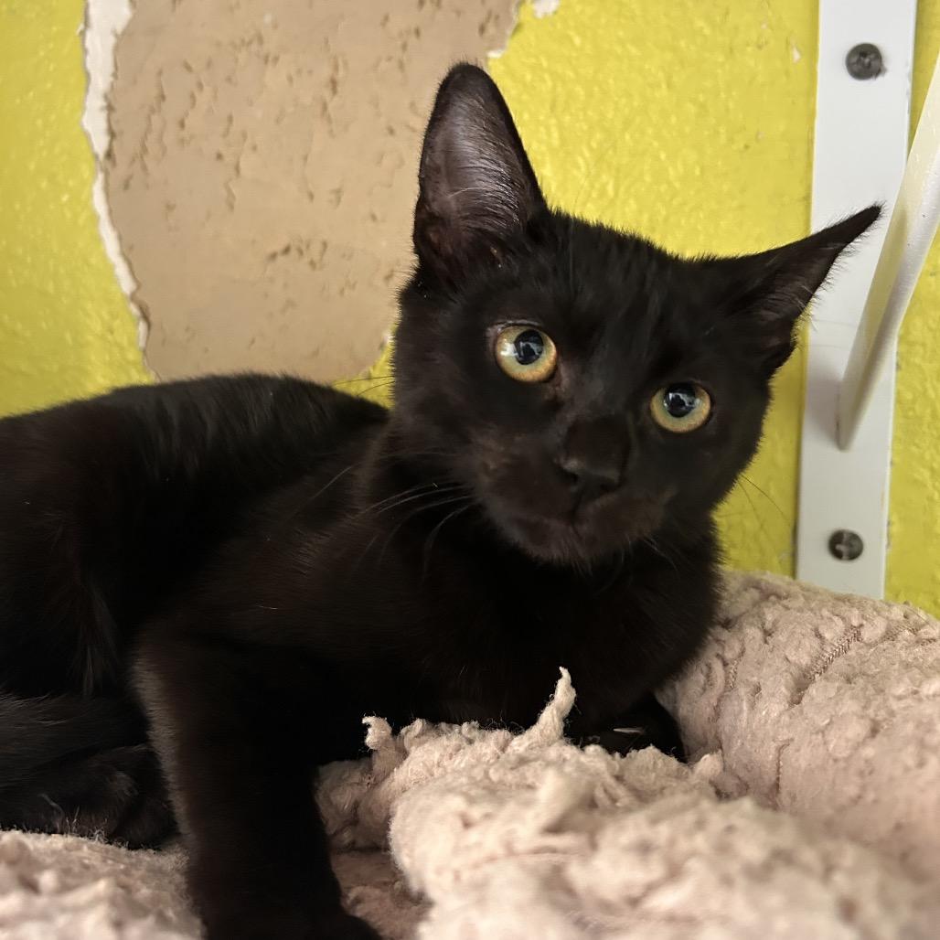 Sinclair, Adoptable, Kitten Female Domestic Short Hair.