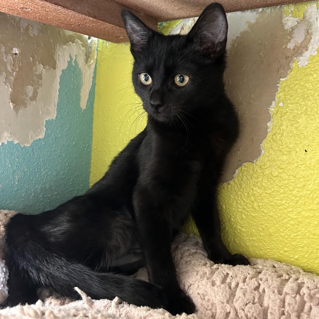 Enlarge Sinclair, a Adoptable Domestic Short Hair in Fresno, CA image 2/5