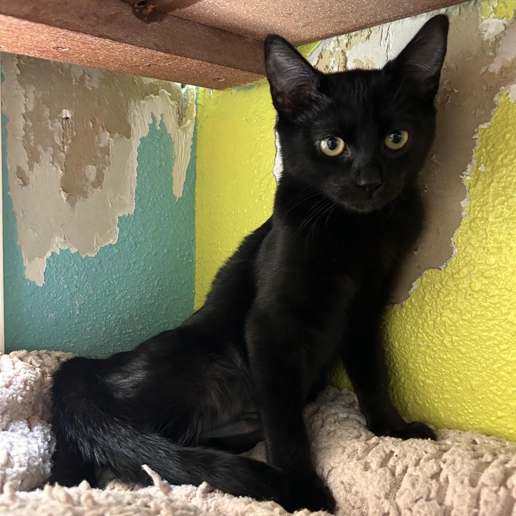 Enlarge Sinclair, a Adoptable Domestic Short Hair in Fresno, CA image 3/5