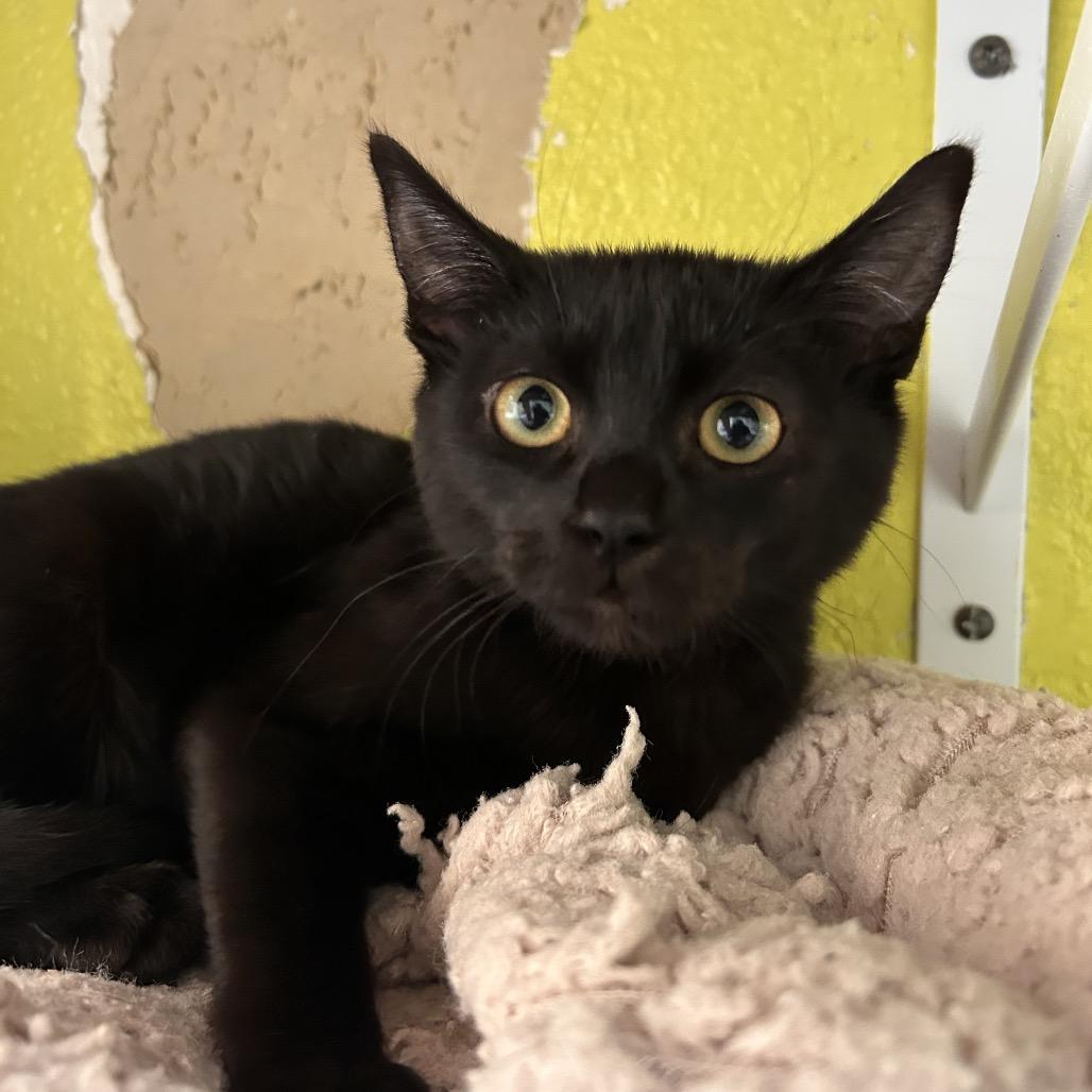 Enlarge Sinclair, a Adoptable Domestic Short Hair in Fresno, CA image 4/5