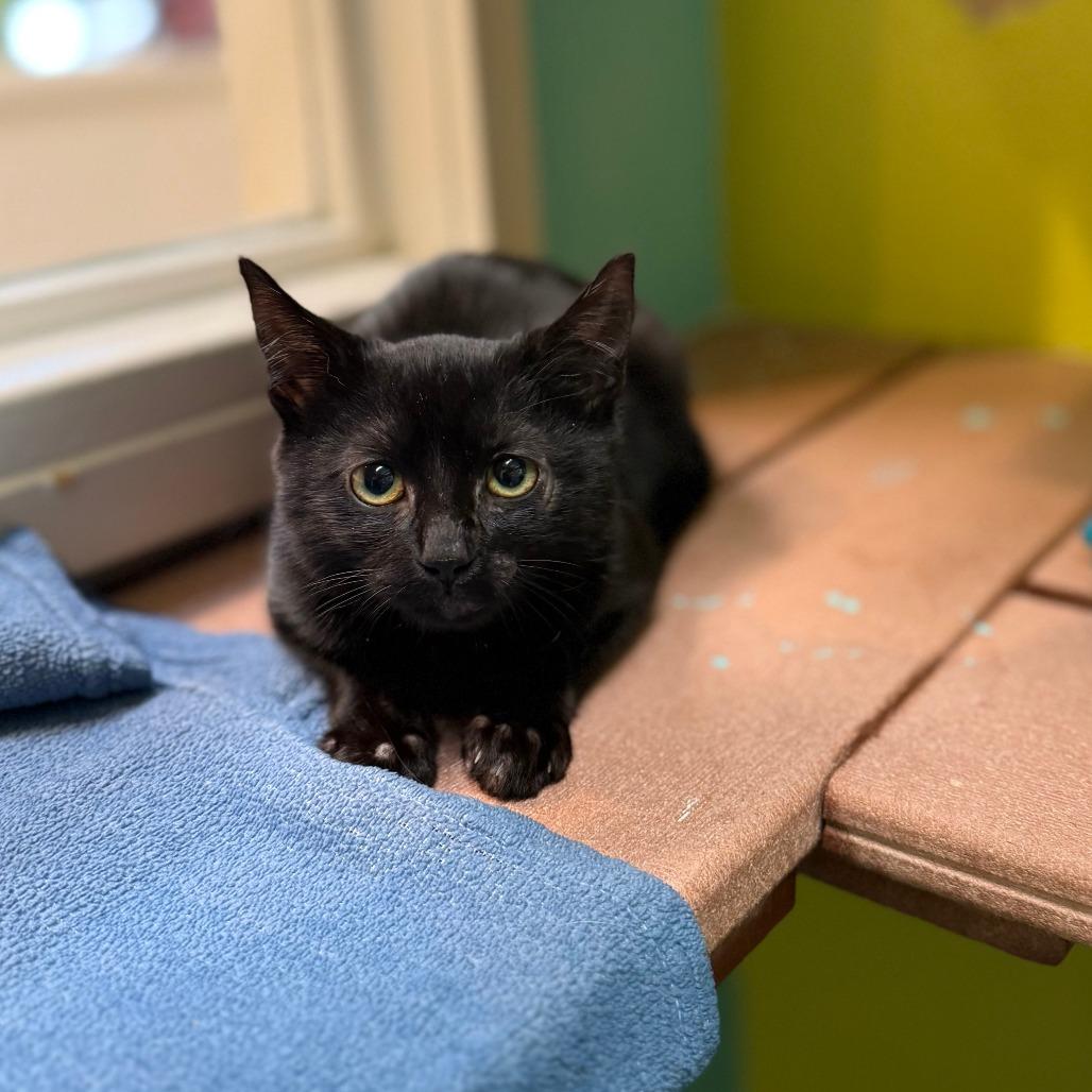 Enlarge Sinclair, a Adoptable Domestic Short Hair in Fresno, CA image 5/5