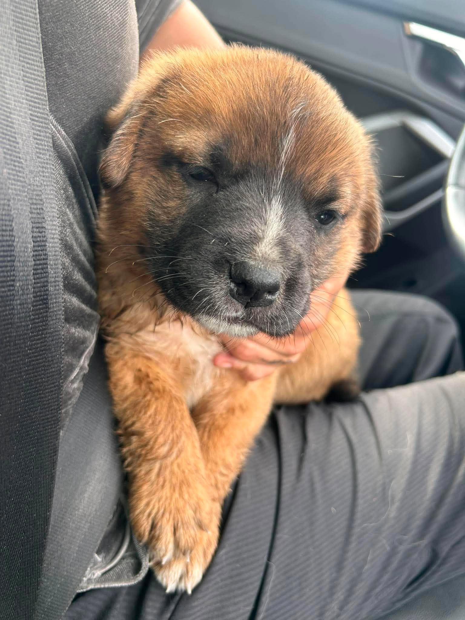 Ariana, a Adoptable mixed breed in Edmonton, AB image 1/4