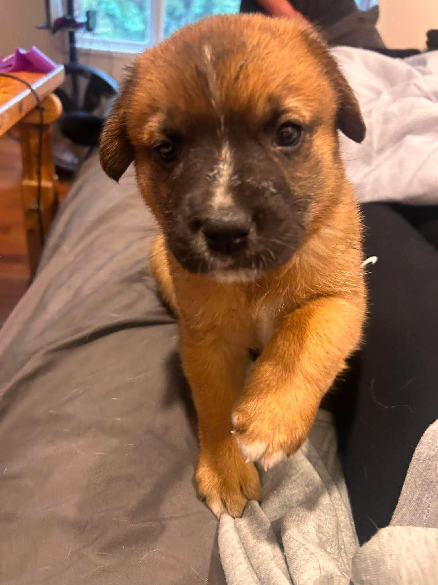 Ariana, a Adoptable mixed breed in Edmonton, AB image 2/4