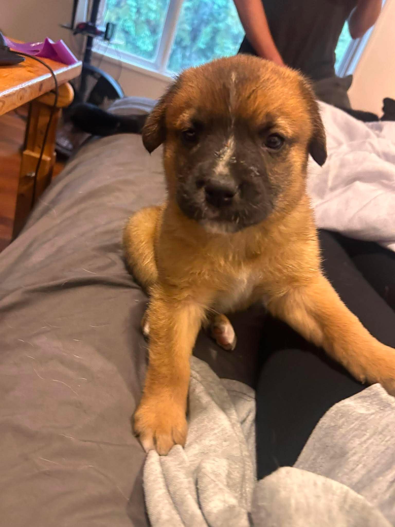 Ariana, a Adoptable mixed breed in Edmonton, AB image 4/4