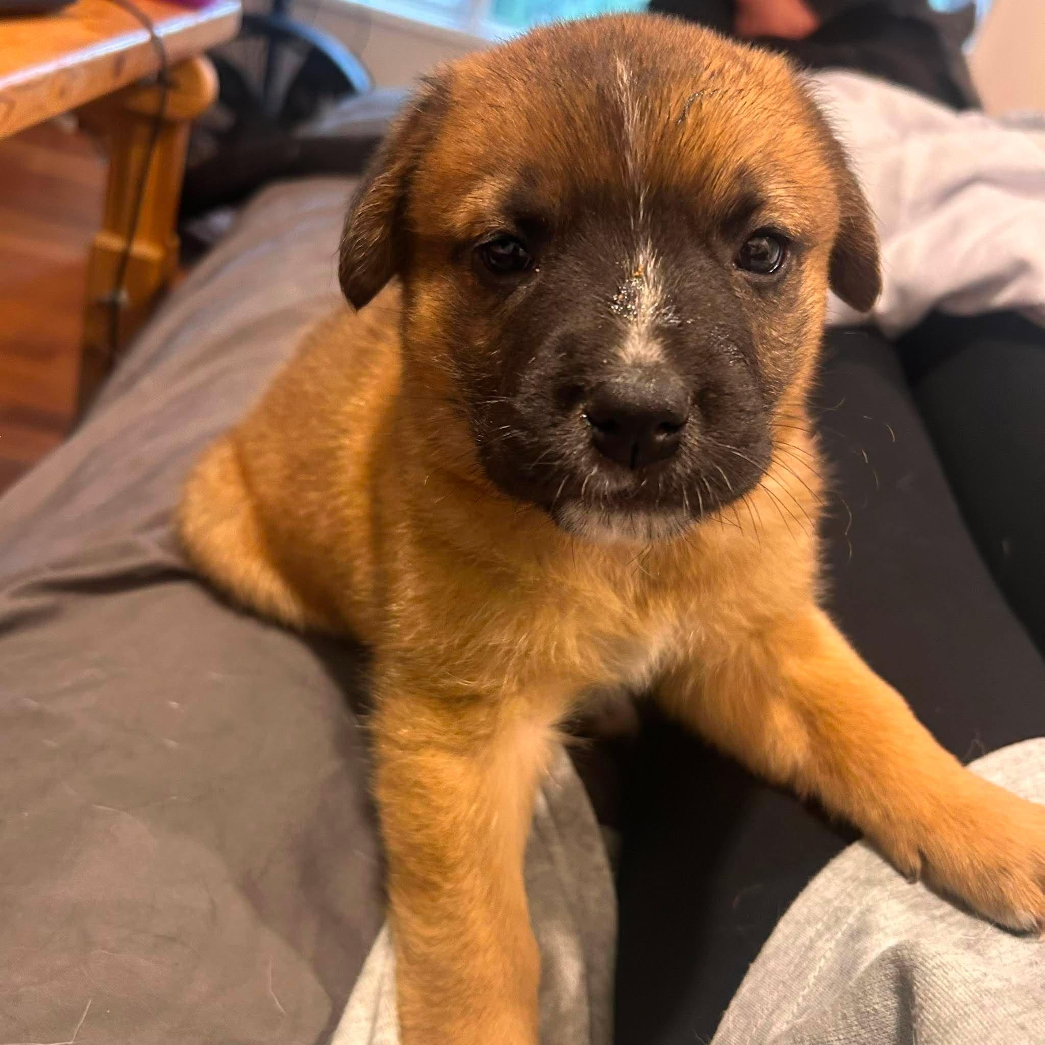 Ariana, a Adoptable mixed breed in Edmonton, AB image 3/4
