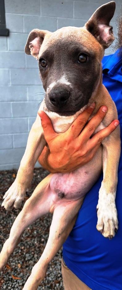 Enlarge Max, (brother of Jax), 3 mths old, fostering in a loving home, an adopted mixed breed in Danbury, CT image 2/3