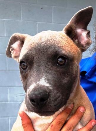 Enlarge Max, (brother of Jax), 3 mths old, fostering in a loving home, an adopted mixed breed in Danbury, CT image 1/3
