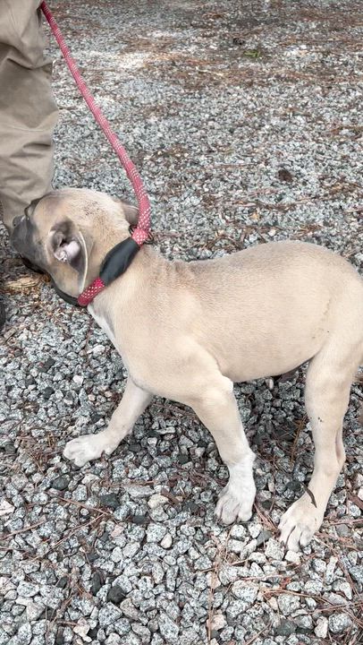 Enlarge Max, (brother of Jax), 3 mths old, fostering in a loving home, an adopted mixed breed in Danbury, CT video 3/3