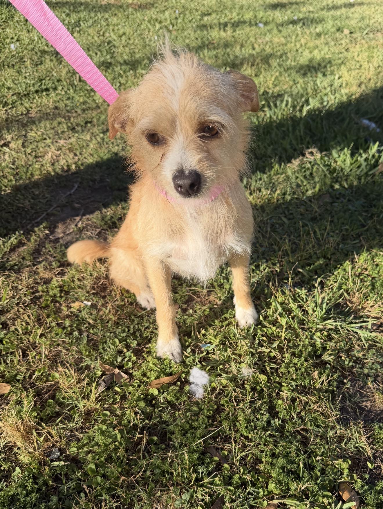 Enlarge Leaha - Local April 24-26, a ADOPTABLE mixed breed in Warwick, RI image 2/3