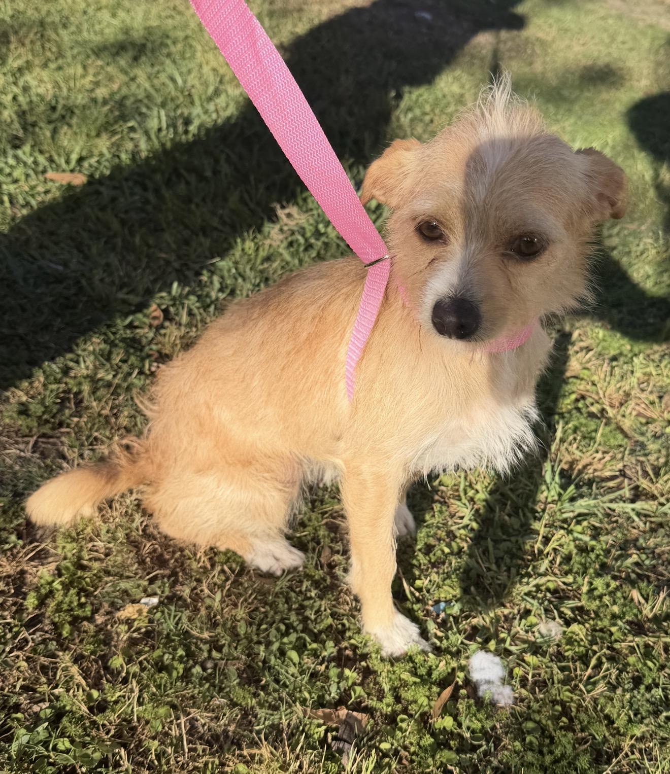 Leaha - Local April 24-26, ADOPTABLE, Young Female Cairn Terrier & Chihuahua.