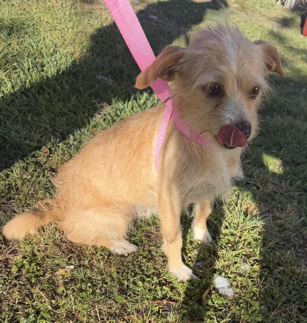 Enlarge Leaha - Local April 24-26, a ADOPTABLE mixed breed in Warwick, RI image 3/3