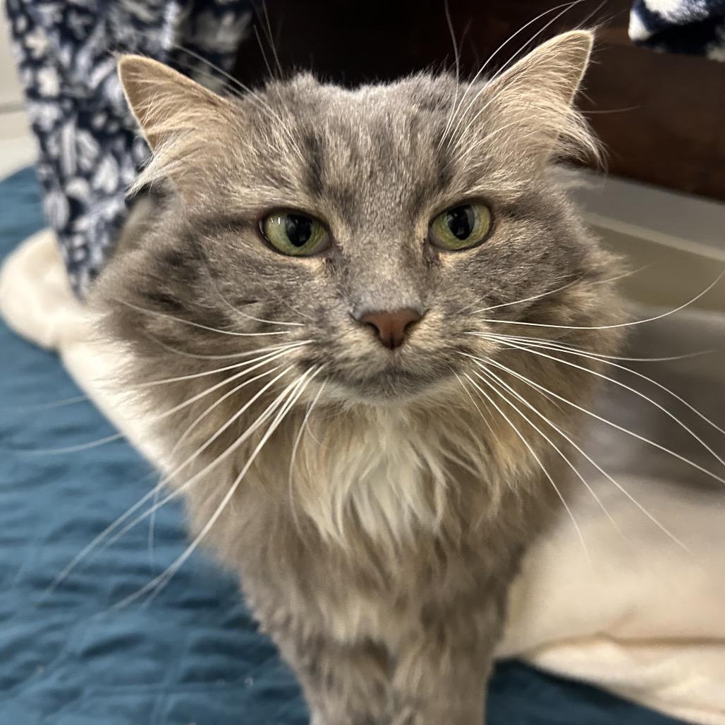 Chloe, Adoptable, Adult Female Domestic Long Hair.