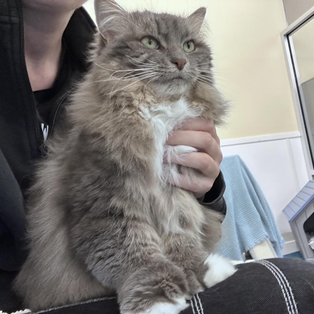Enlarge Chloe, a Adoptable Domestic Long Hair in Bedford, NH image 2/5