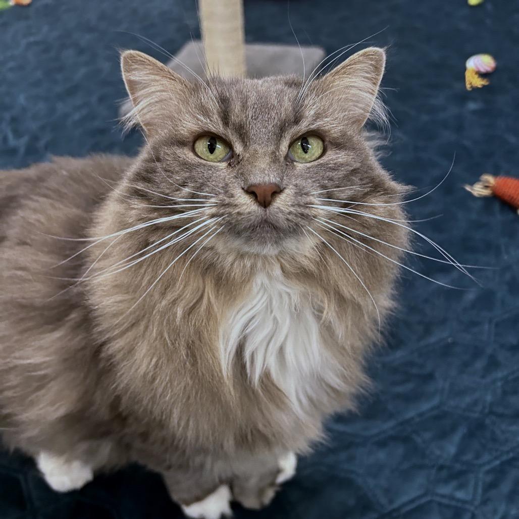 Enlarge Chloe, a Adoptable Domestic Long Hair in Bedford, NH image 3/5