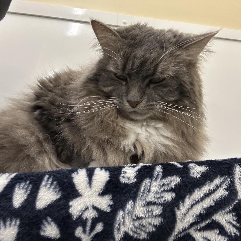 Enlarge Chloe, a Adoptable Domestic Long Hair in Bedford, NH image 4/5