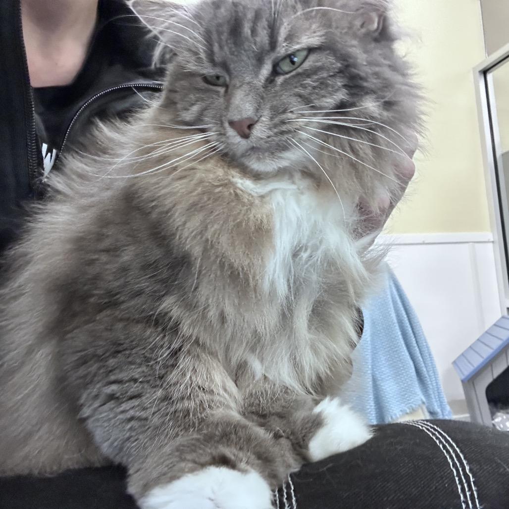 Enlarge Chloe, a Adoptable Domestic Long Hair in Bedford, NH image 5/5