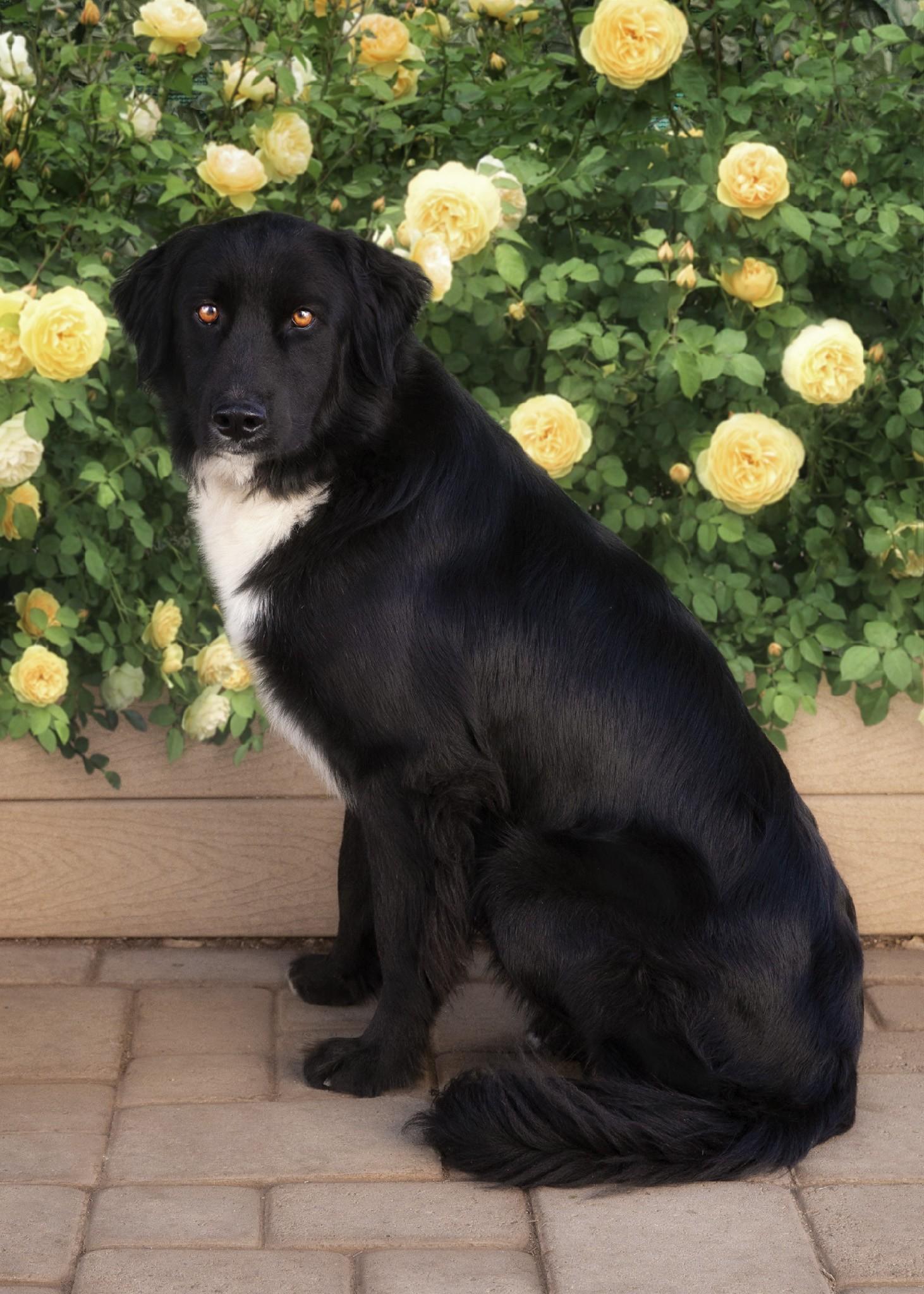 Hank, Adult Male German Shepherd Dog