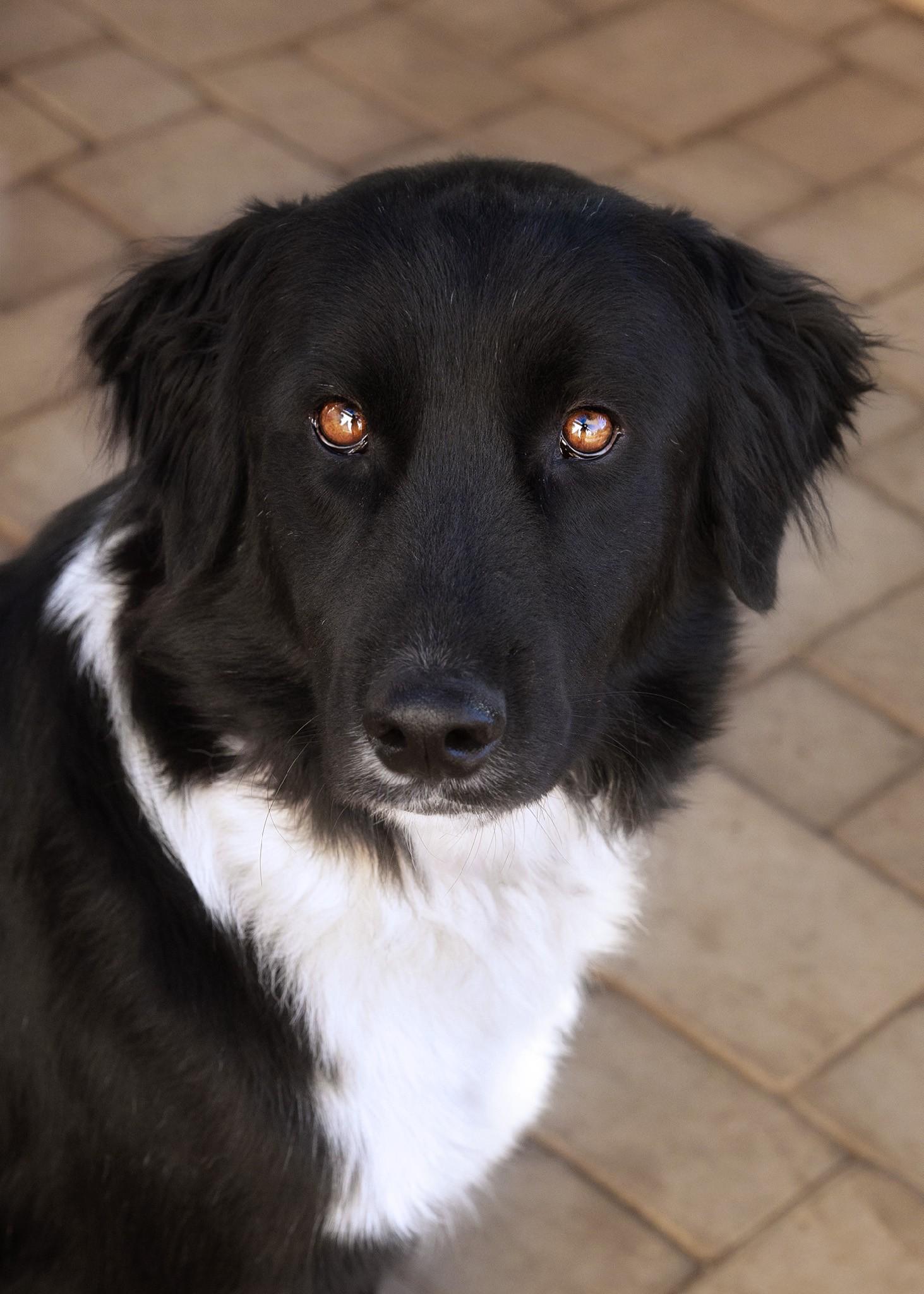 Hank photo 2