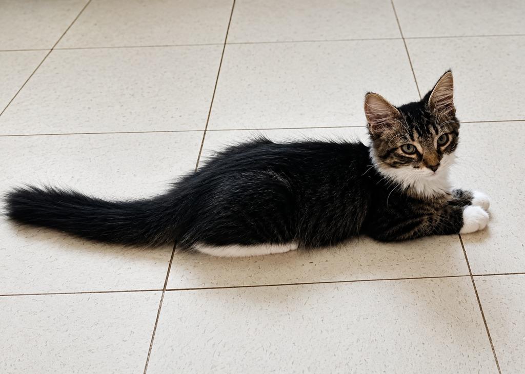 Enlarge CHEWBAKA, a Adoptable mixed breed in Marianna, FL image 1/1