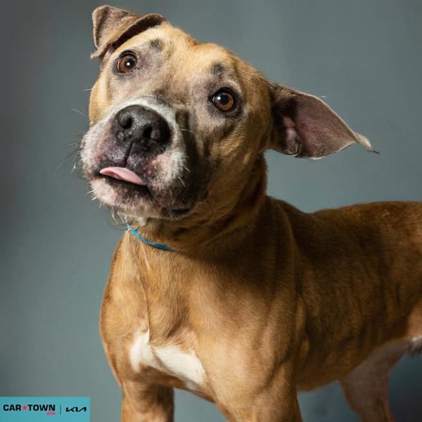 Enlarge Mahogany, a Adoptable mixed breed in Lexington, KY image 1/1
