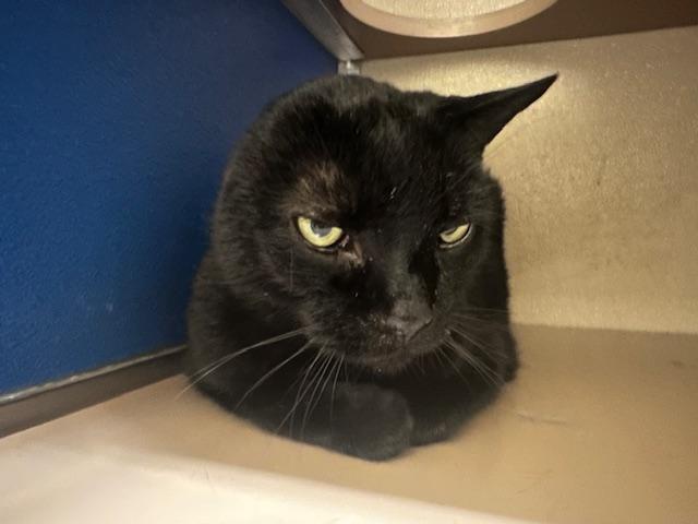 Milo, Adopted, Senior Male Domestic Short Hair.