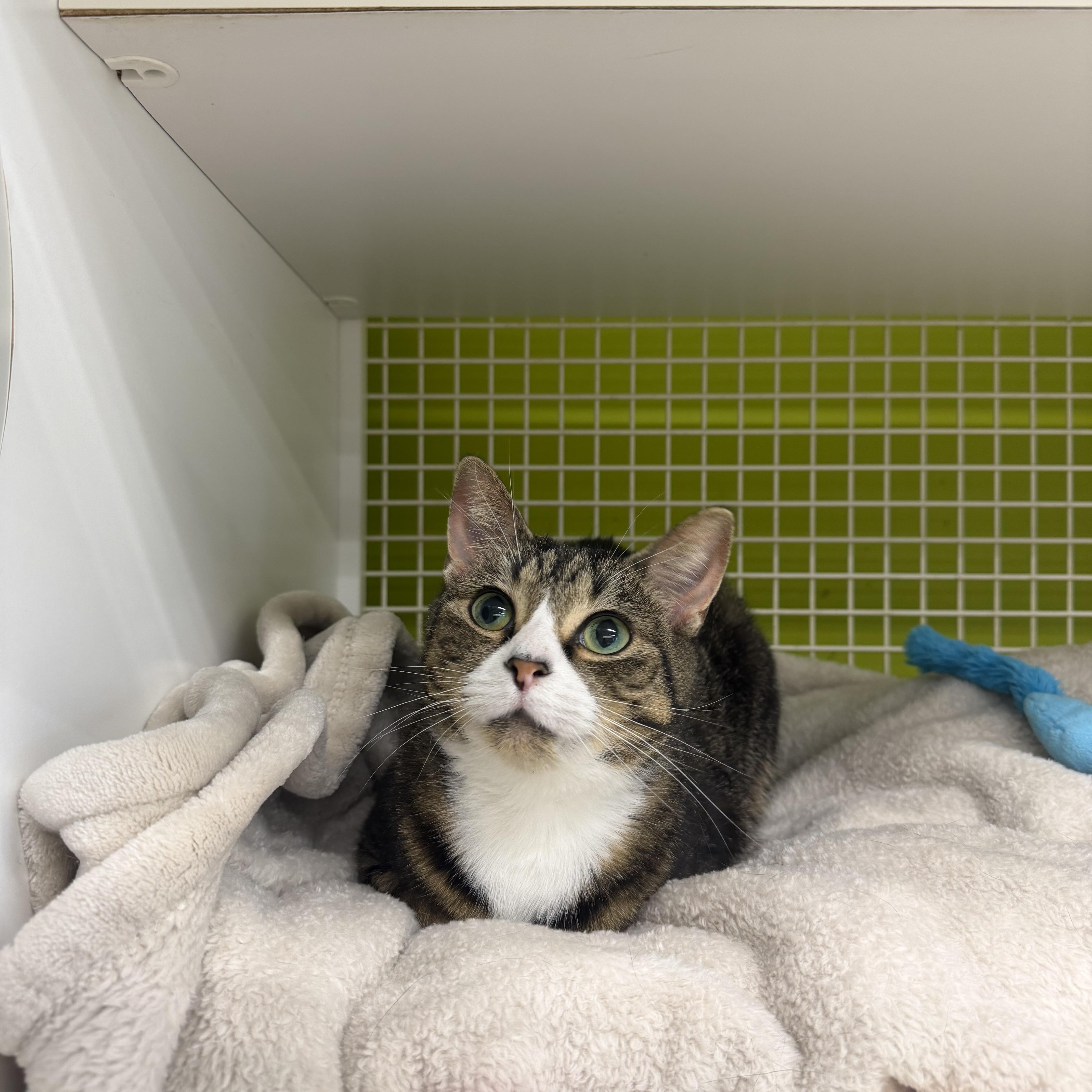 Talia , adopted, Adult Female Domestic Short Hair.