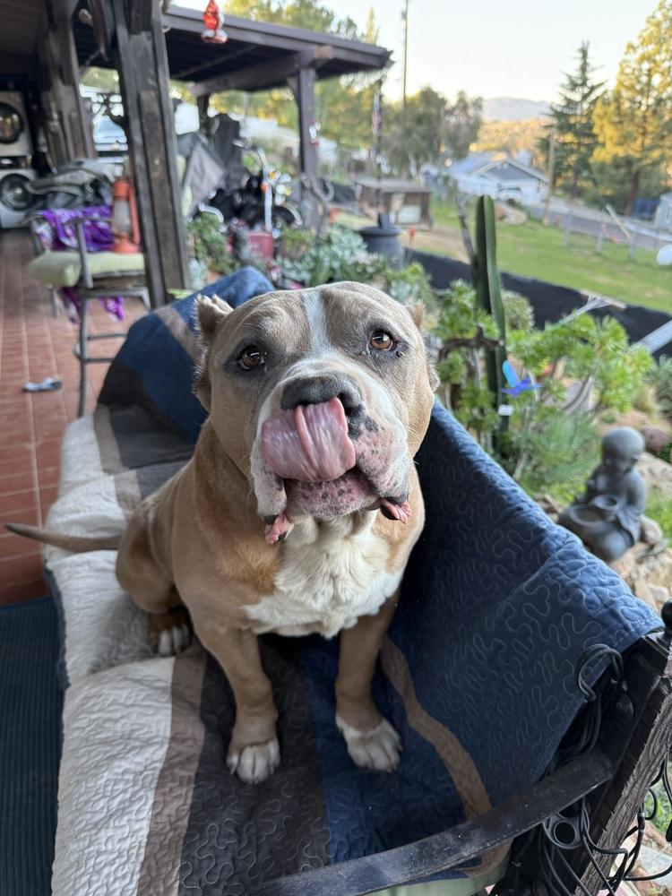 Enlarge Max the Gentle Giant, a Adoptable American Bully in Bonita, CA image 2/6
