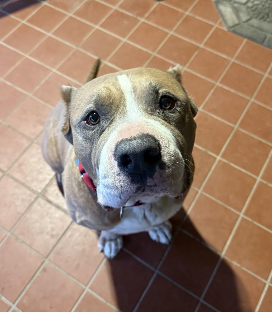 Enlarge Max the Gentle Giant, a Adoptable American Bully in Bonita, CA image 4/6