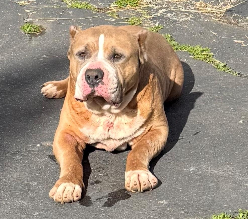 Enlarge Max the Gentle Giant, a Adoptable American Bully in Bonita, CA image 5/6