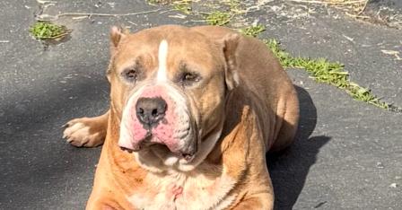 Enlarge Max the Gentle Giant, a Adoptable American Bully in Bonita, CA image 6/6
