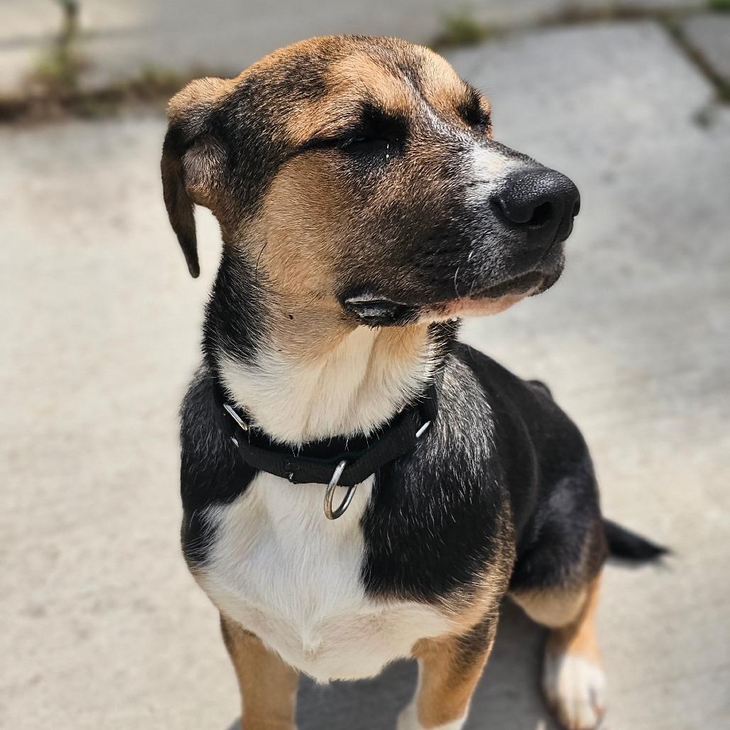 Enlarge Wanda, a Adoptable mixed breed in Tulsa, OK image 1/6