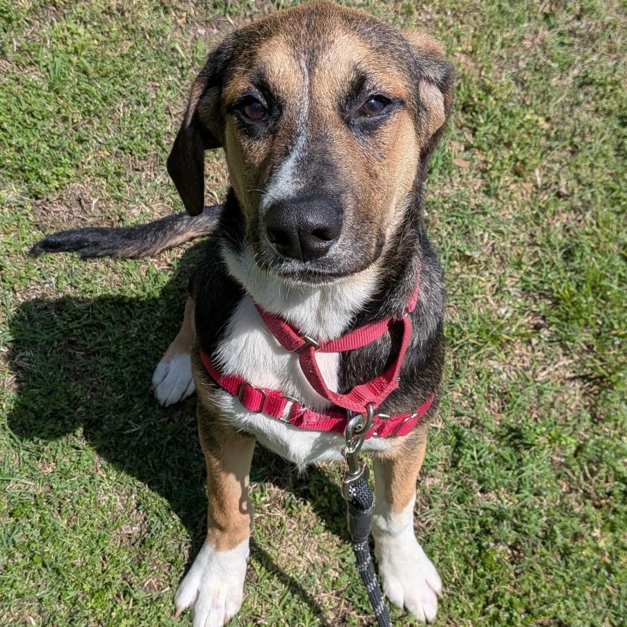 Enlarge Wanda, a Adoptable mixed breed in Tulsa, OK image 2/6