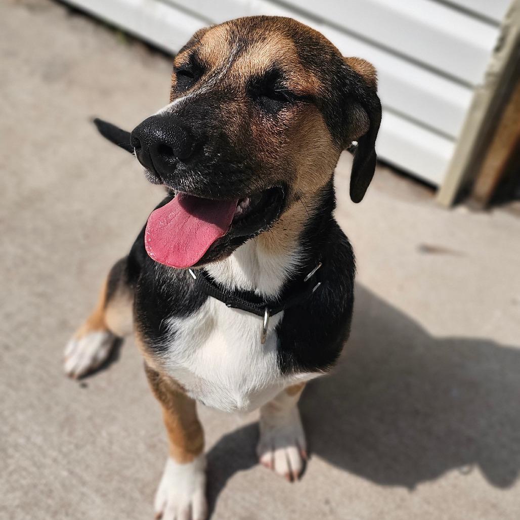 Enlarge Wanda, a Adoptable mixed breed in Tulsa, OK image 3/6