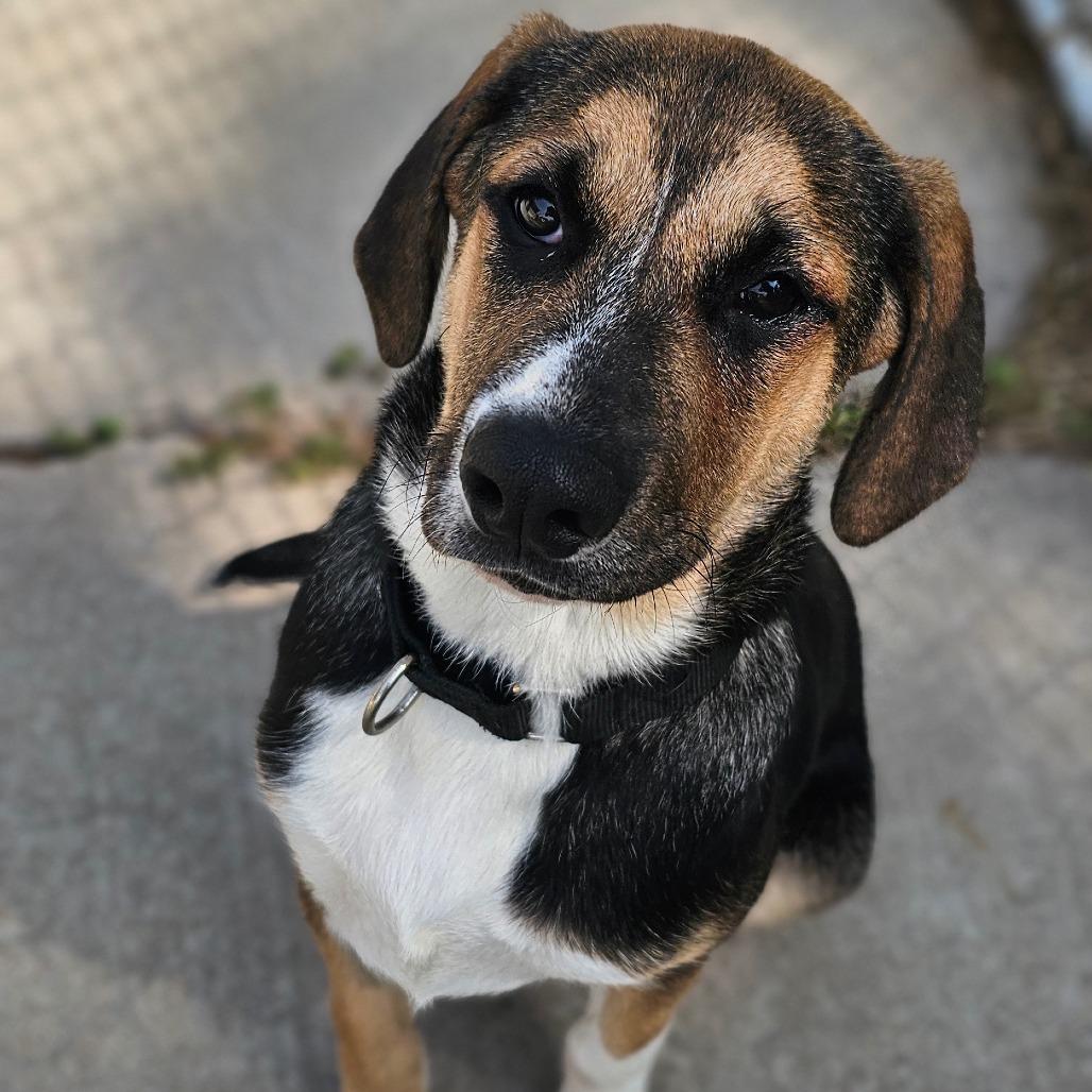 Enlarge Wanda, a Adoptable mixed breed in Tulsa, OK image 4/6
