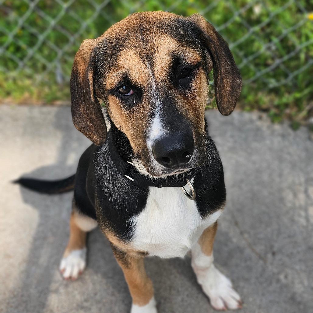 Enlarge Wanda, a Adoptable mixed breed in Tulsa, OK image 5/6