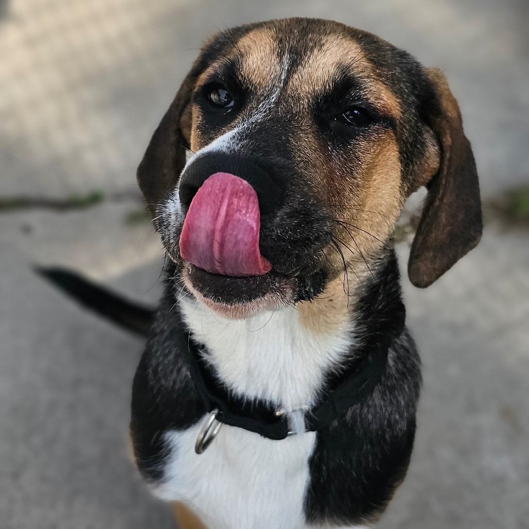 Enlarge Wanda, a Adoptable mixed breed in Tulsa, OK image 6/6