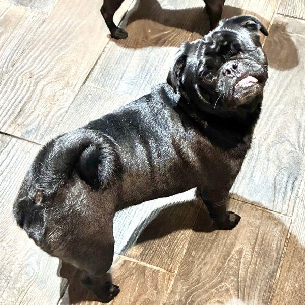 Enlarge Bunny, an adopted Pug in Alvin, TX image 1/1