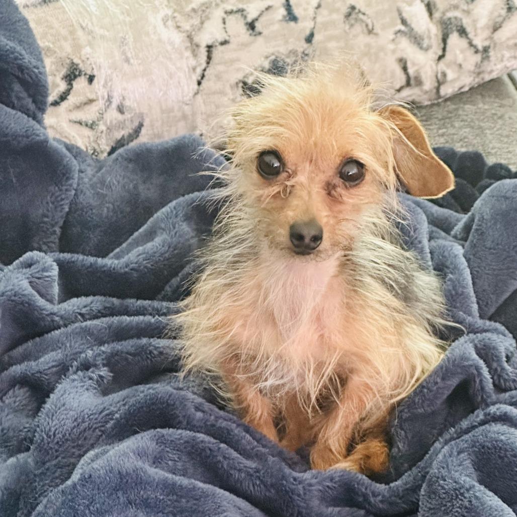 Enlarge Milady D12702, a Adoptable mixed breed in Elk River, MN image 4/4