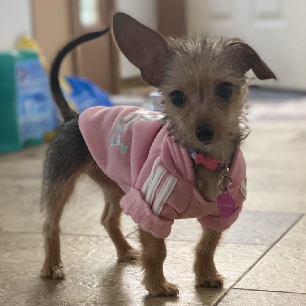 Enlarge Milady D12702, a Adoptable mixed breed in Elk River, MN image 2/4