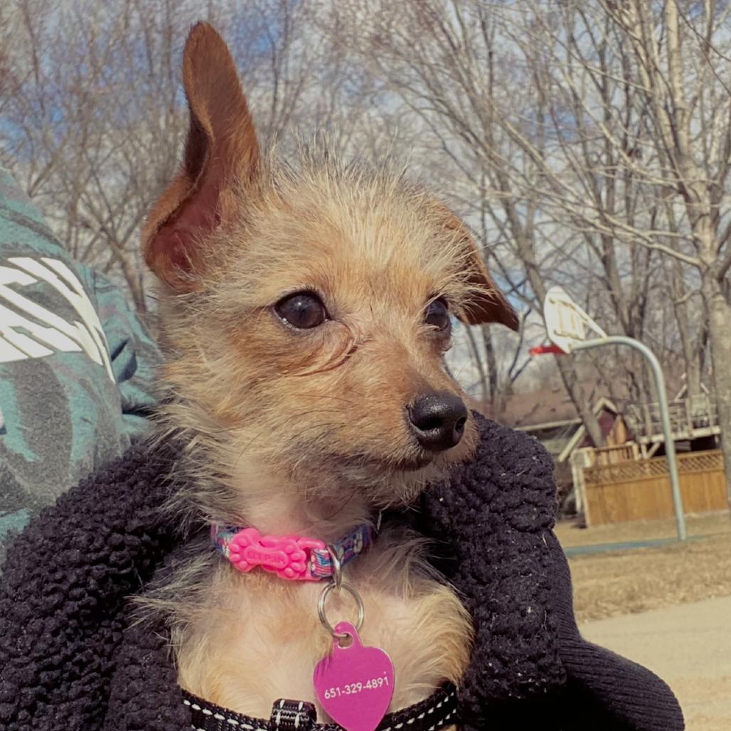 Milady D12702, Adoptable, Adult Female Dachshund (Miniature Long Haired) & Yorkshire Terrier.
