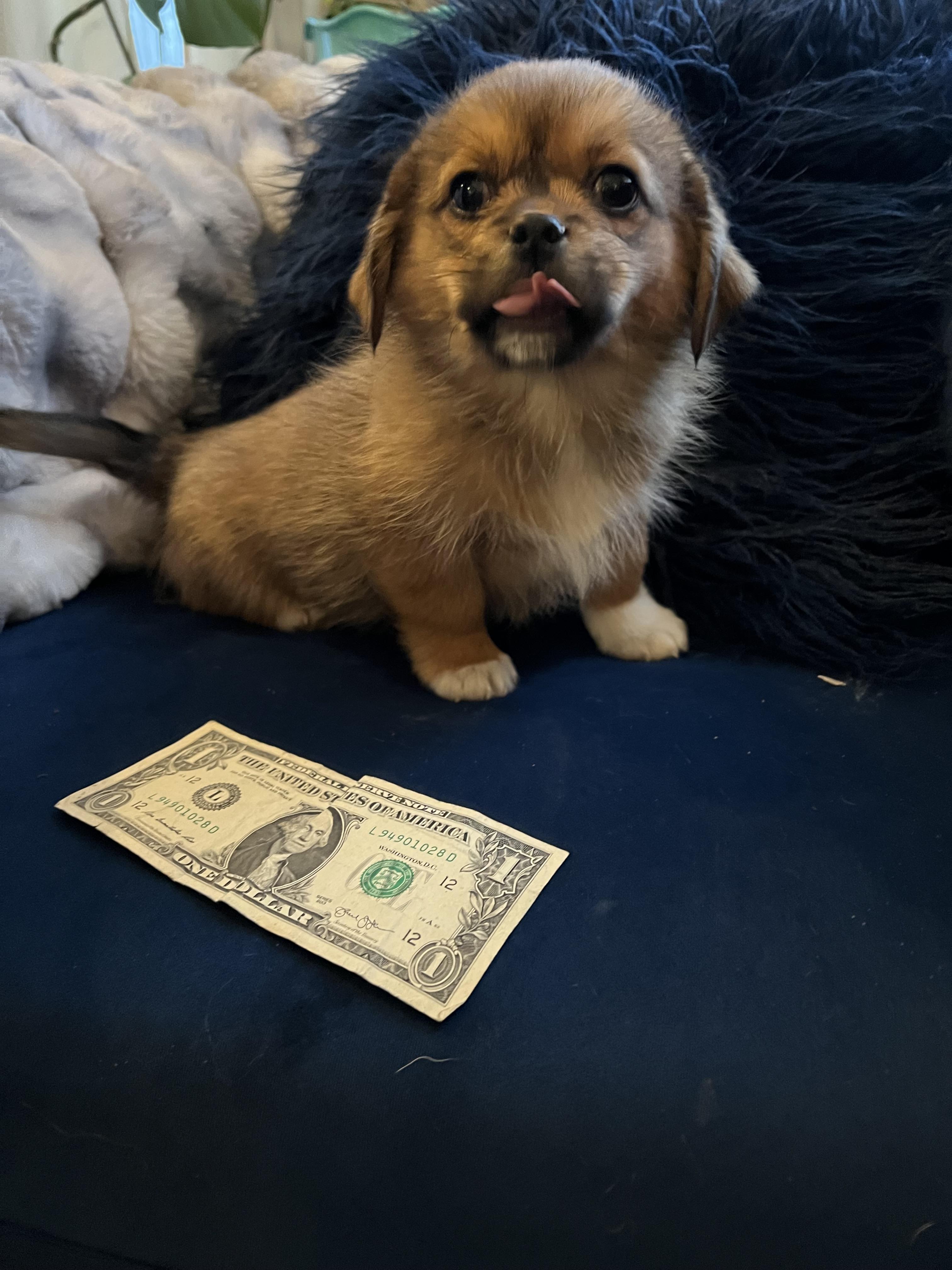 Enlarge Homer, a Adoptable mixed breed in Gilbert , AZ image 5/6