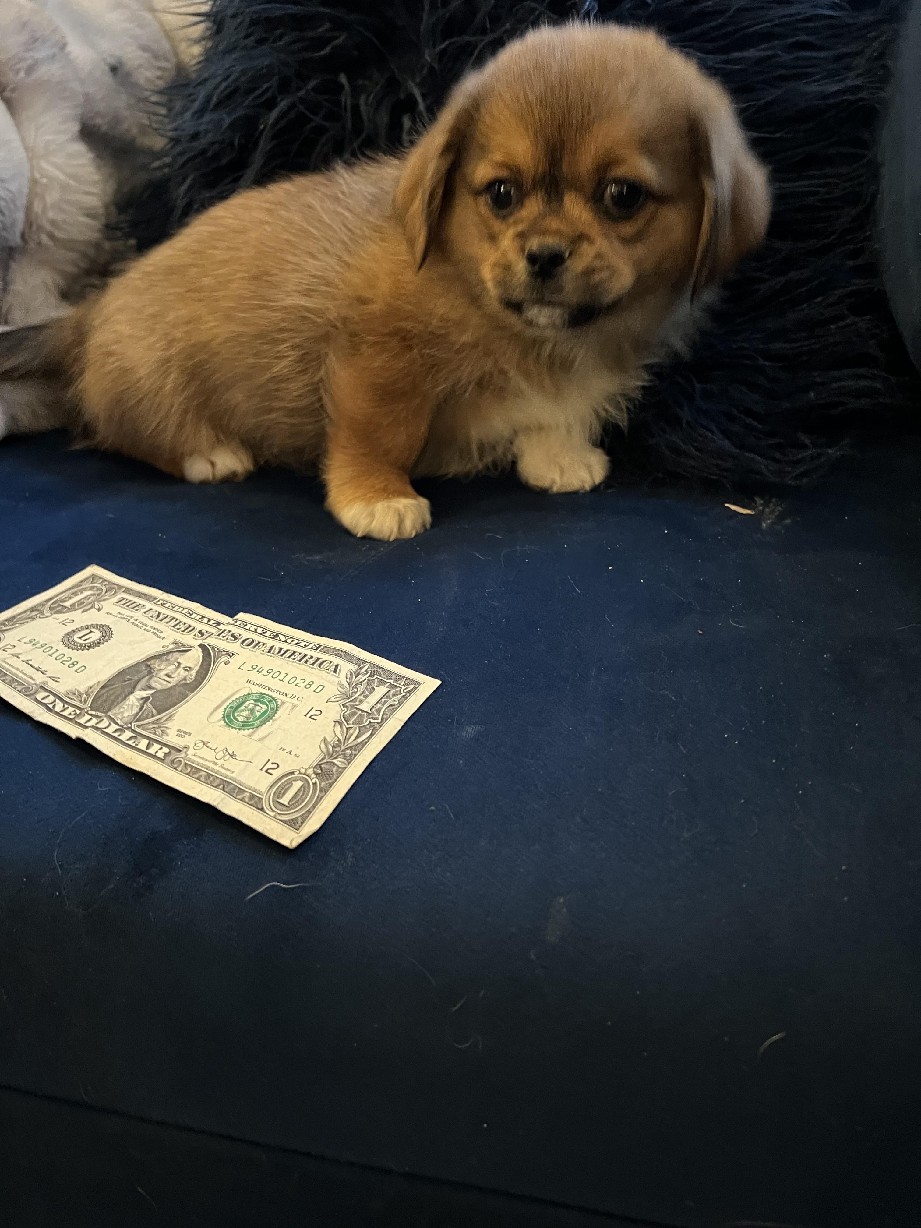 Enlarge Homer, a Adoptable mixed breed in Gilbert , AZ image 6/6