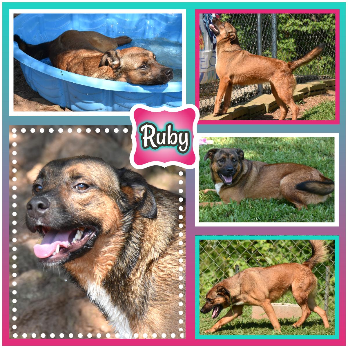 Ruby, Adoptable, Adult Female Labrador Retriever.