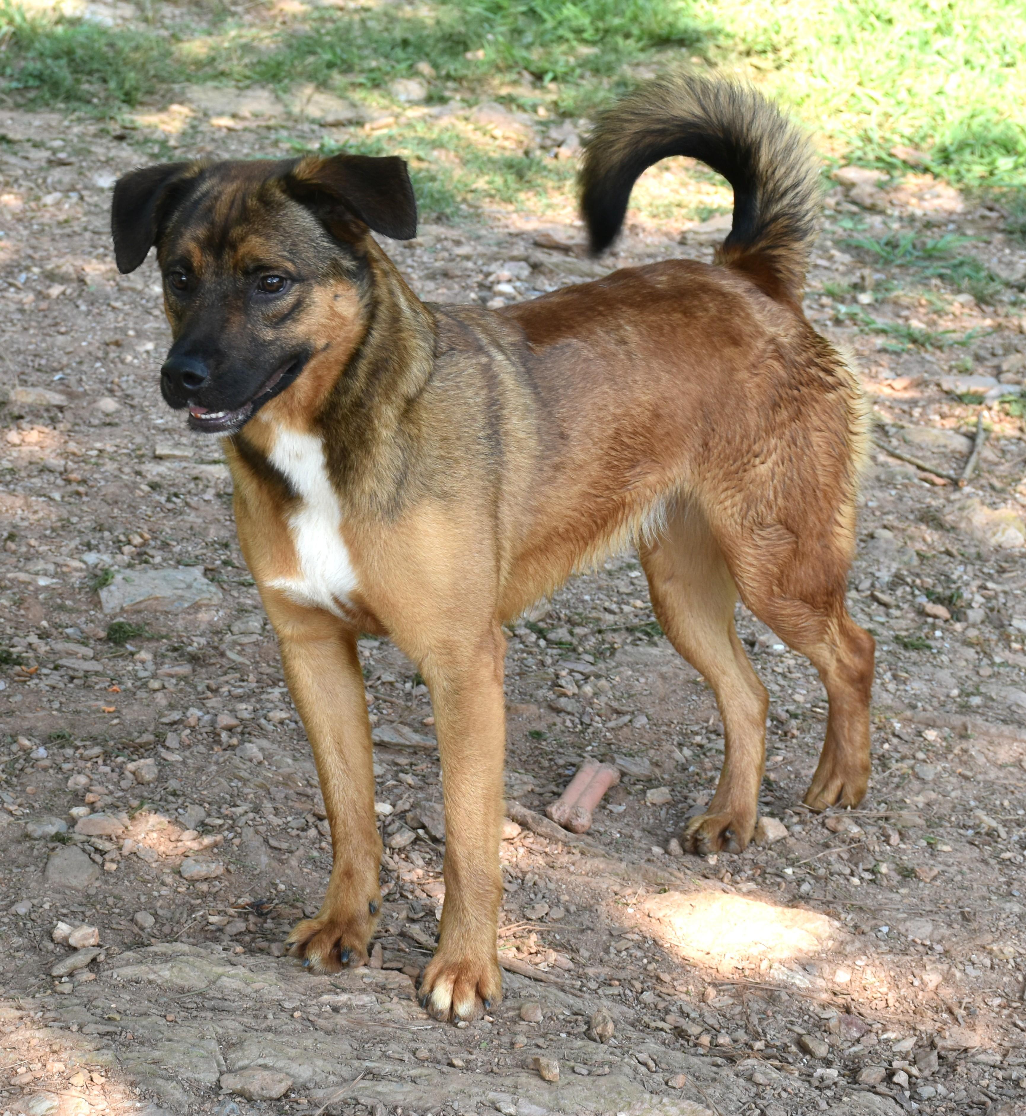 Enlarge Ruby, a Adoptable mixed breed in Wedowee, AL image 2/6